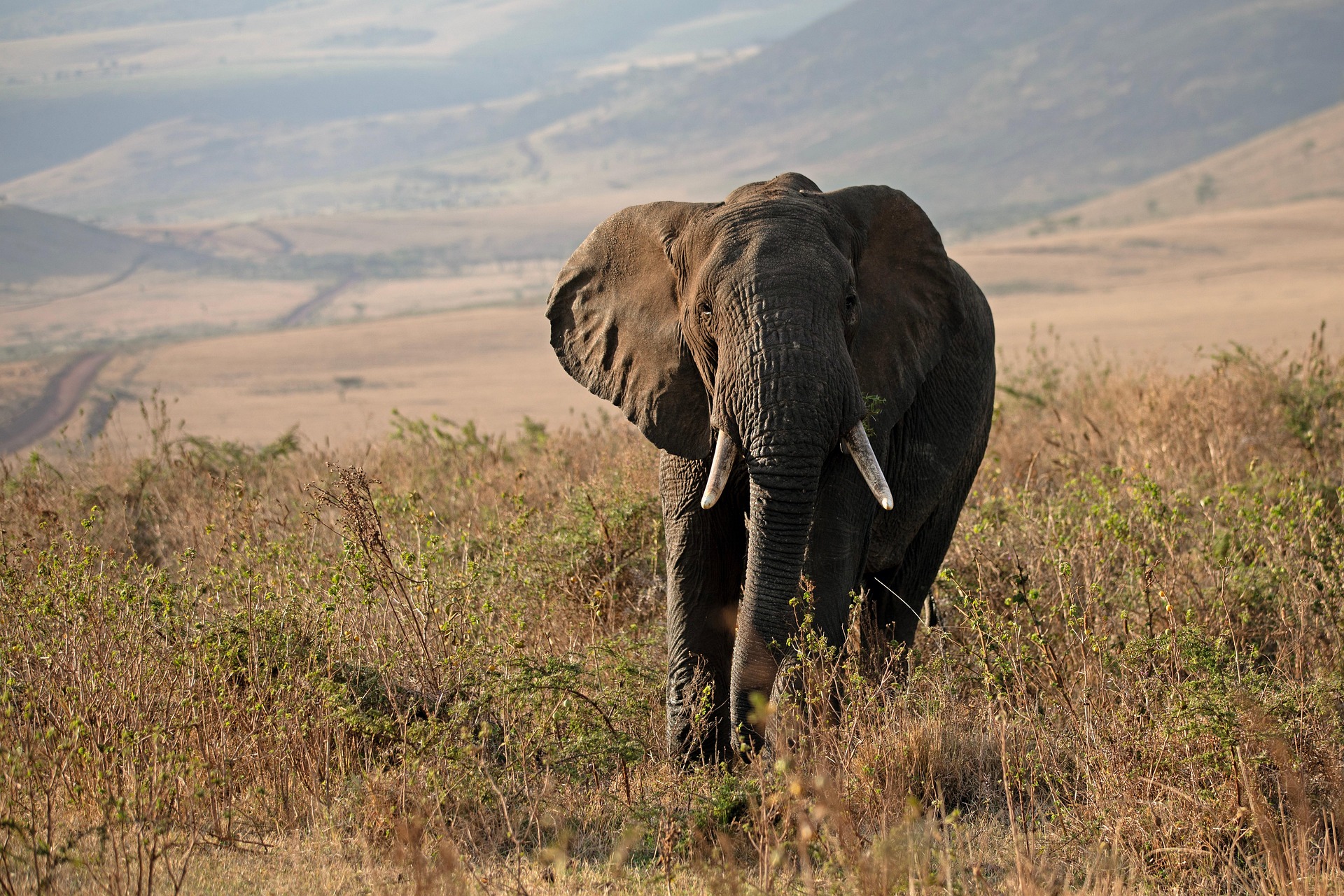 Elephant in Ngorongoro