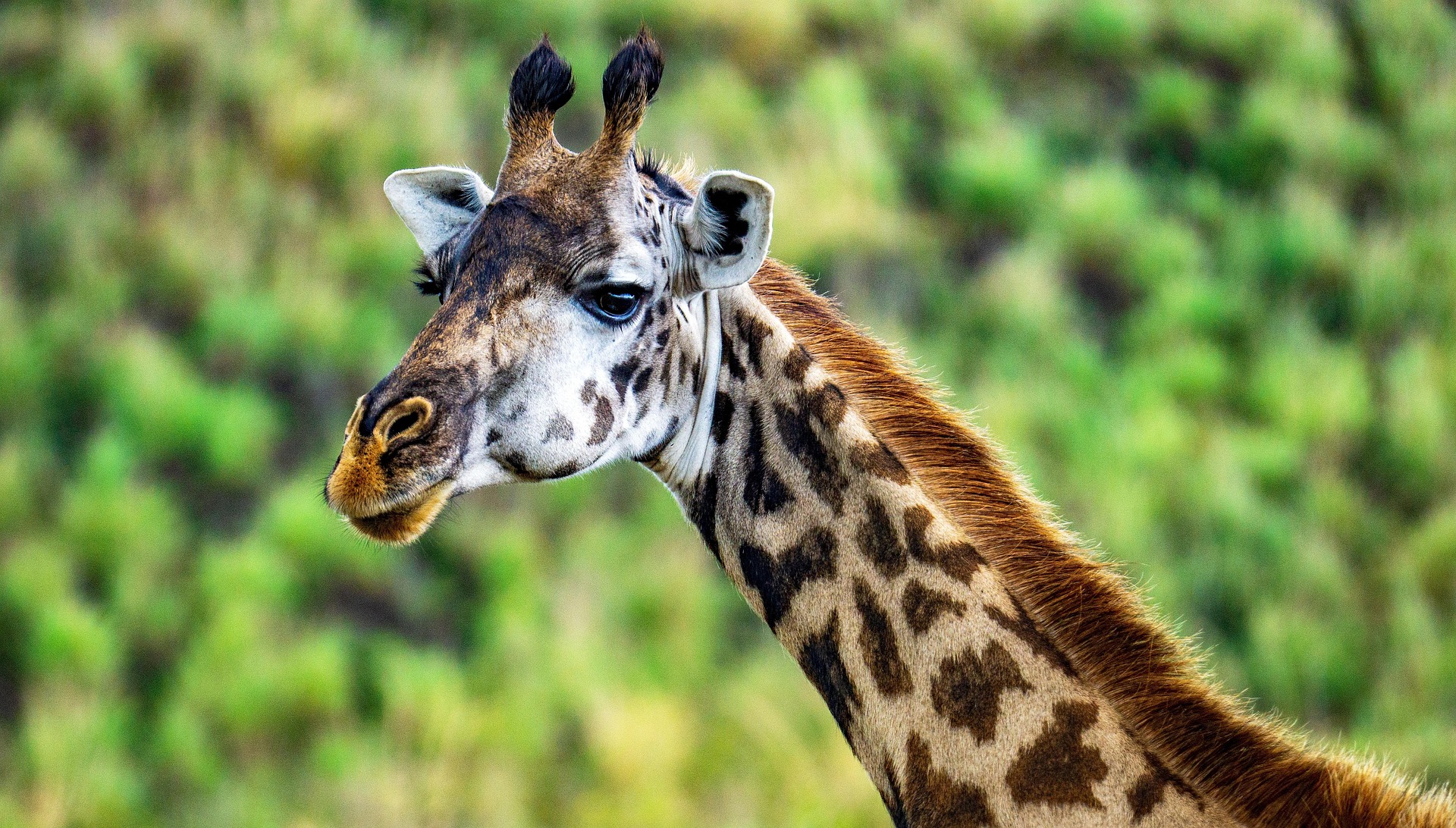 Giraffe in Tanzania