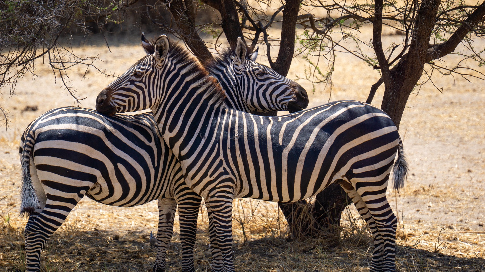 Zebras in Tanzania